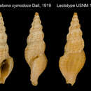 Image of Crockerella cymodoce (Dall 1919)