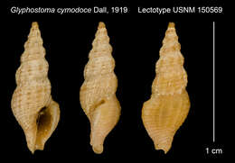 Image of Crockerella cymodoce (Dall 1919)