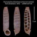Image of <i>Pycnoptychia amicorum ramirezi</i> Torre & Bartsch