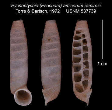 Image of <i>Pycnoptychia amicorum ramirezi</i> Torre & Bartsch