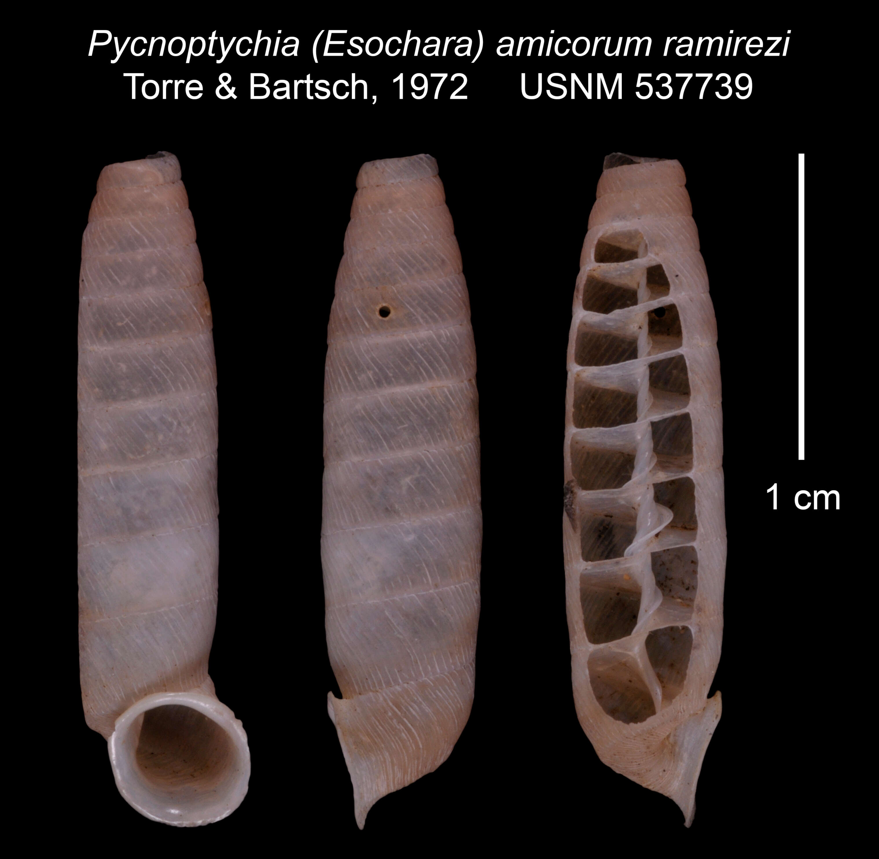 Image of <i>Pycnoptychia amicorum ramirezi</i> Torre & Bartsch