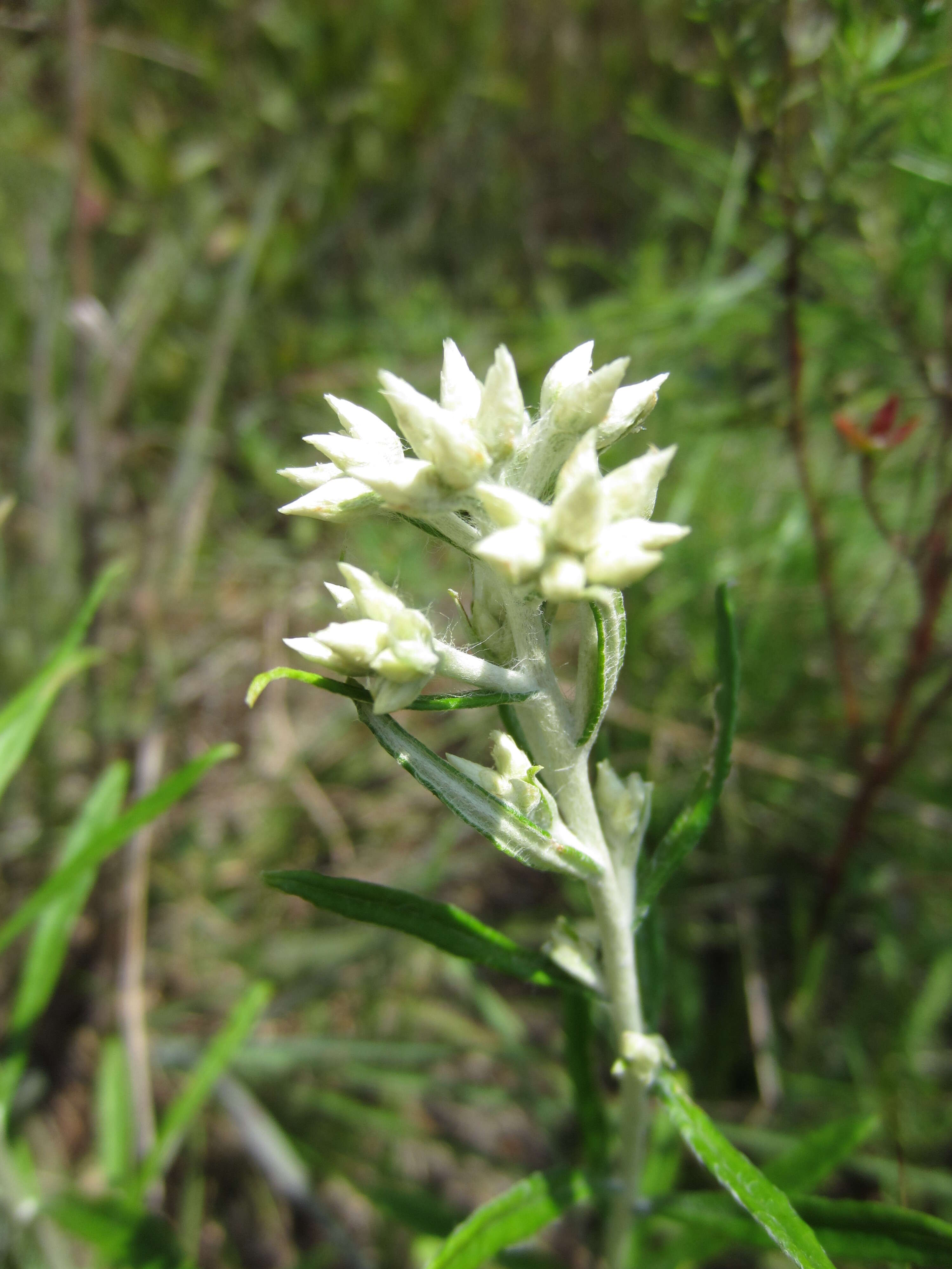 Слика од Pseudognaphalium obtusifolium (L.) O. M. Hilliard & B. L. Burtt