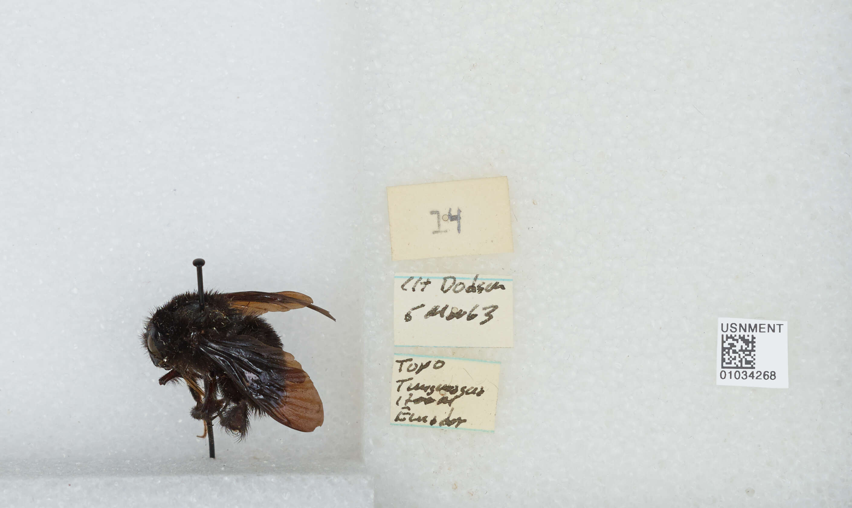 Image of Bombus morio (Swederus 1787)