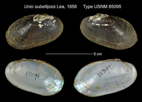 Image of Unio subellipsis Lea