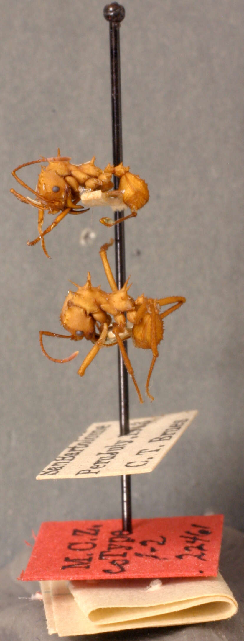 Plancia ëd Acromyrmex octospinosus inti Wheeler 1937