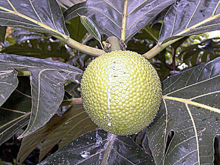 Image of Breadfruit Tree