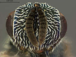 صورة Eutrichosoma albipes Crawford 1908