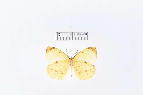 Image of Eurema adamsi (Lathy 1898)