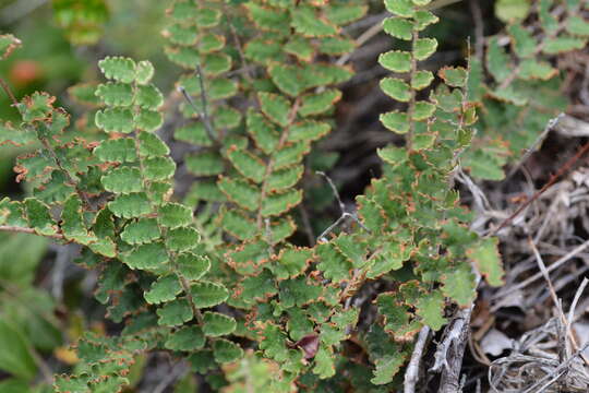 Image of wavy scaly cloakfern