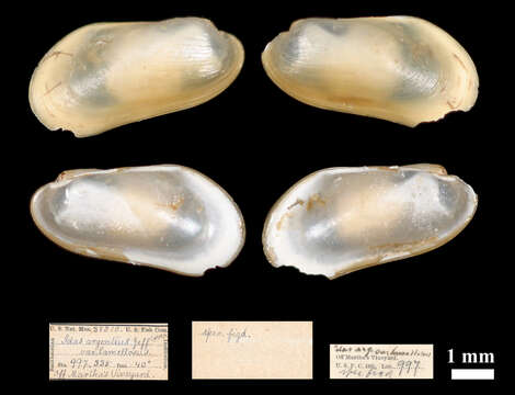 Image of <i>Idas argenteus lamellosus</i> Verrill