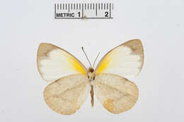 Image of Elodina parthia (Hewitson 1853)