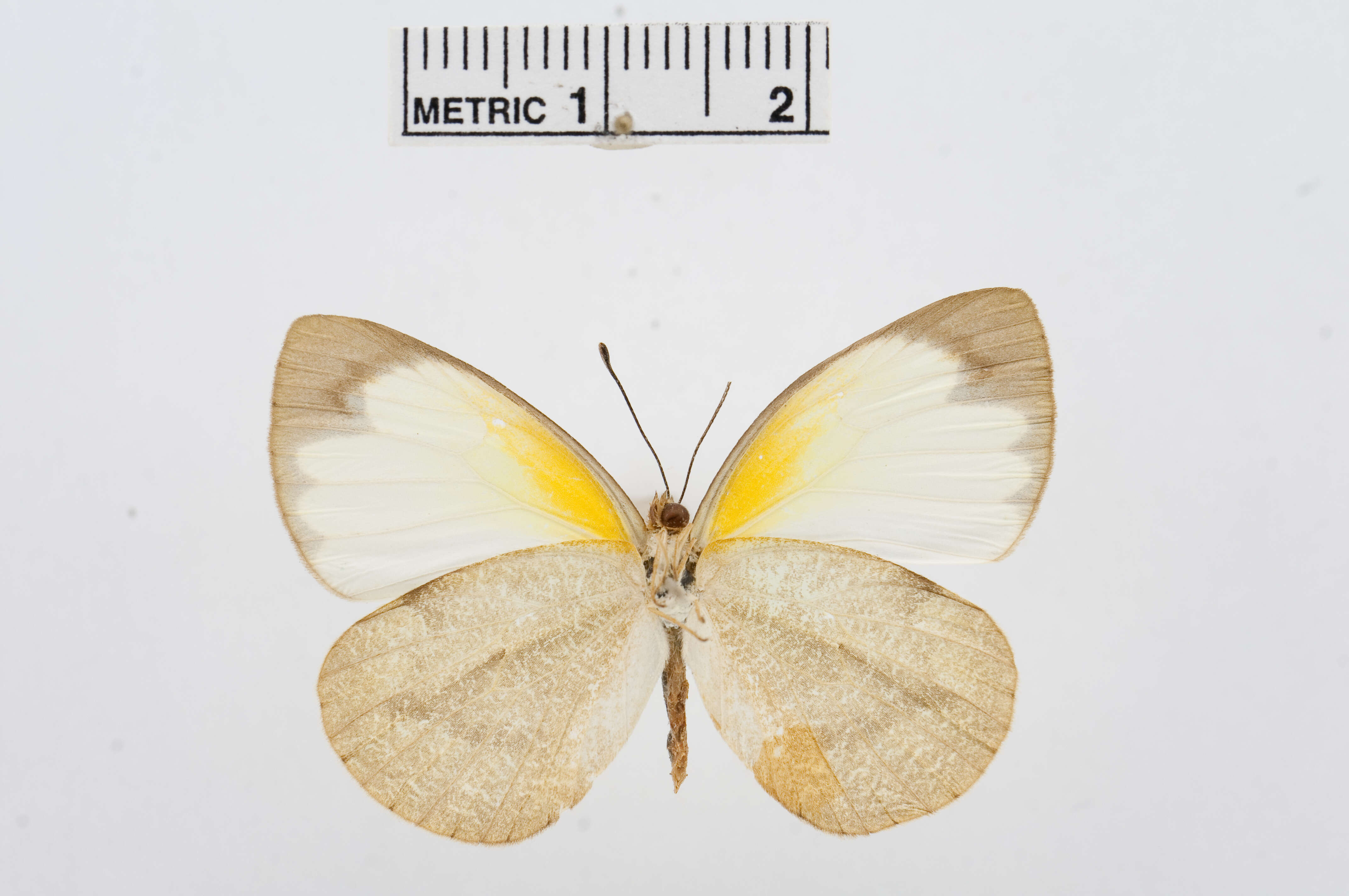 Image of Elodina parthia (Hewitson 1853)