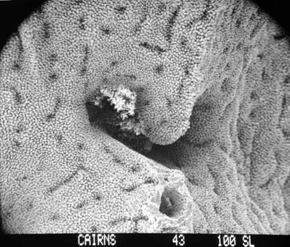 Image of Lepidopora acrolophos Cairns 1983