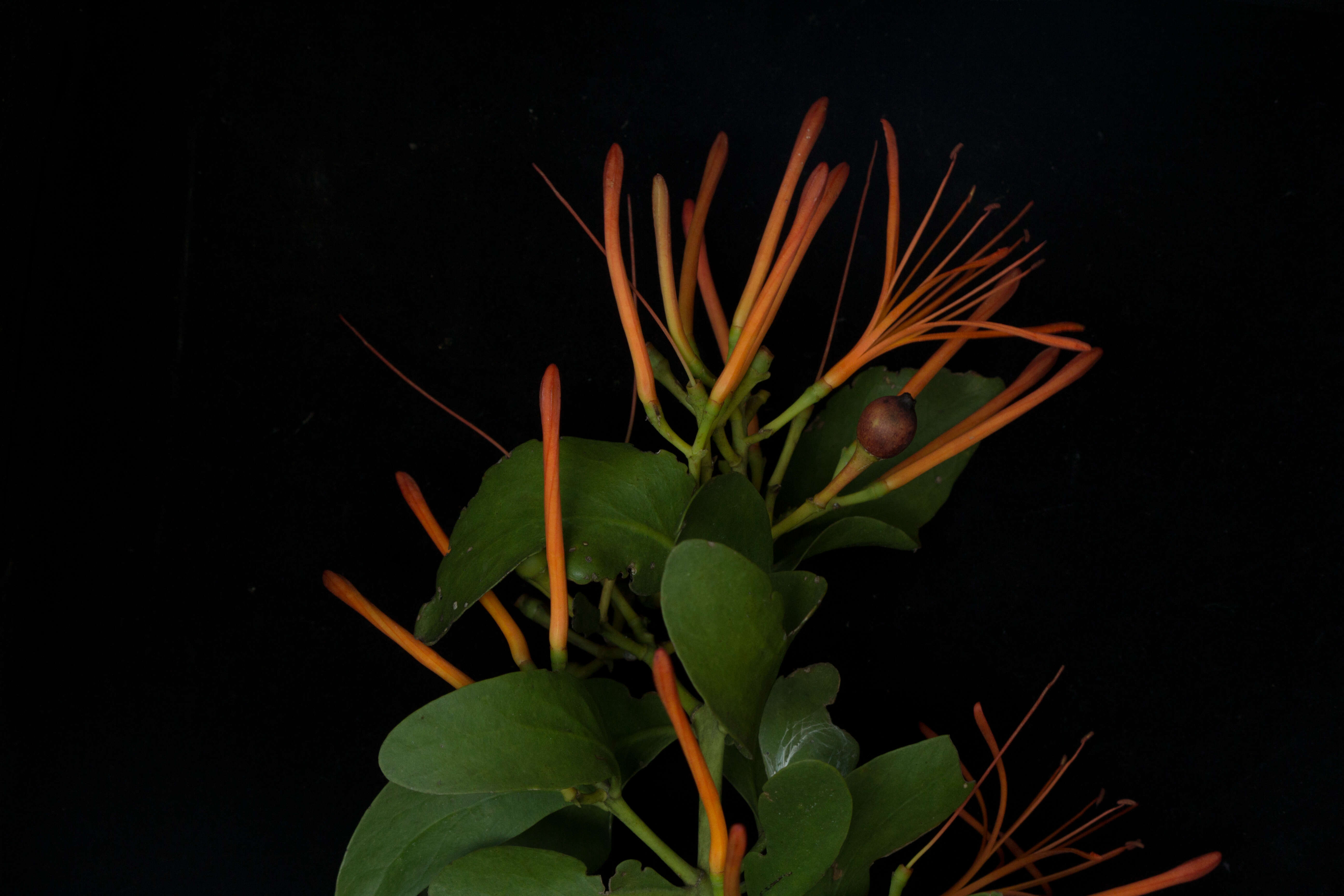 Image of Psittacanthus calyculatus (DC.) G. Don