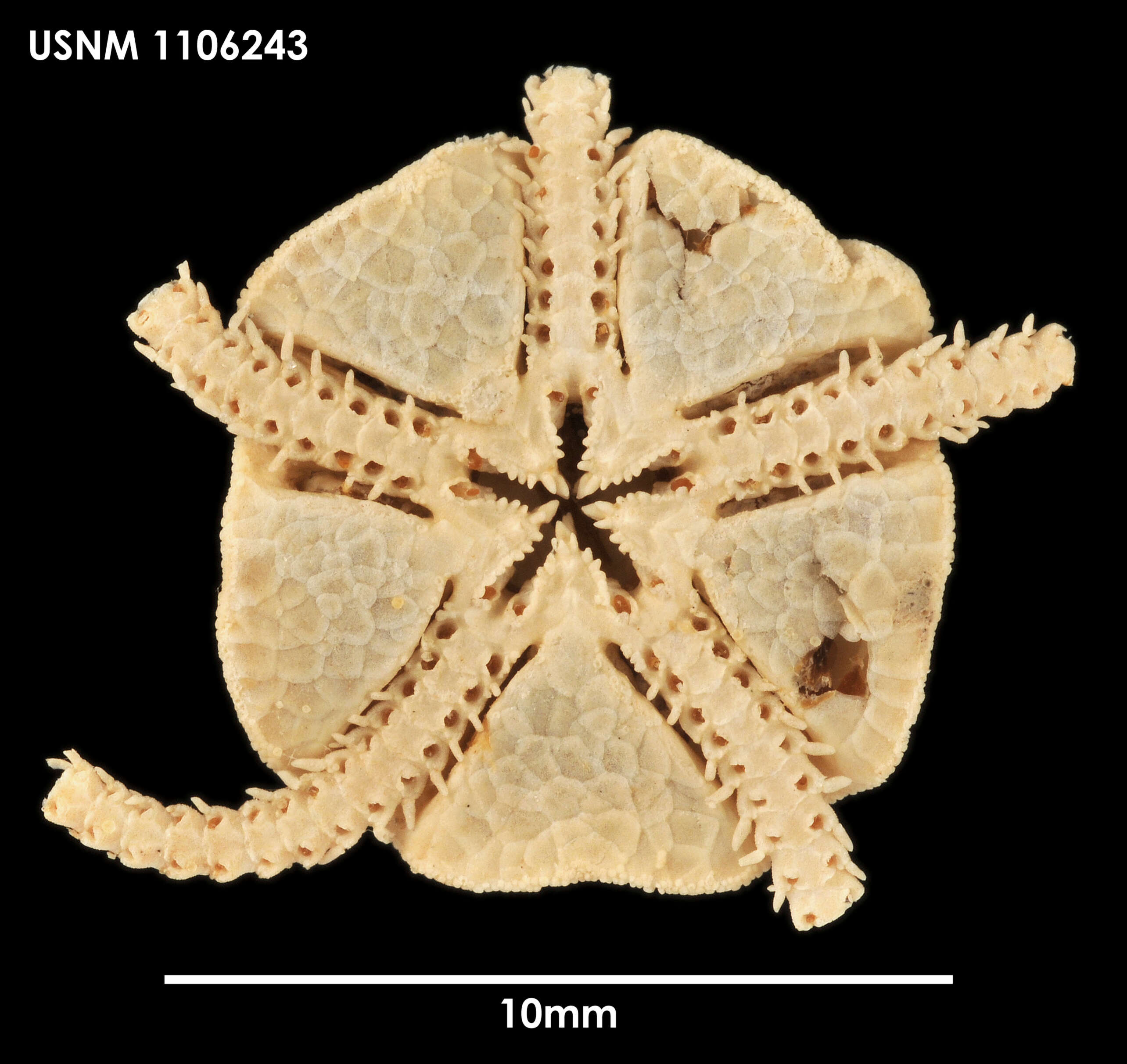 Image of Ophioleuce regulare (Koehler 1901)