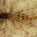 Image of Parasitoid wasp