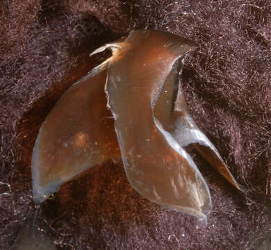 Imagem de Ornithoteuthis antillarum Adam 1957