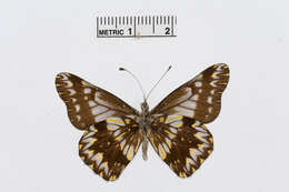 Image of Catasticta distincta Lathy & Rosenberg 1912