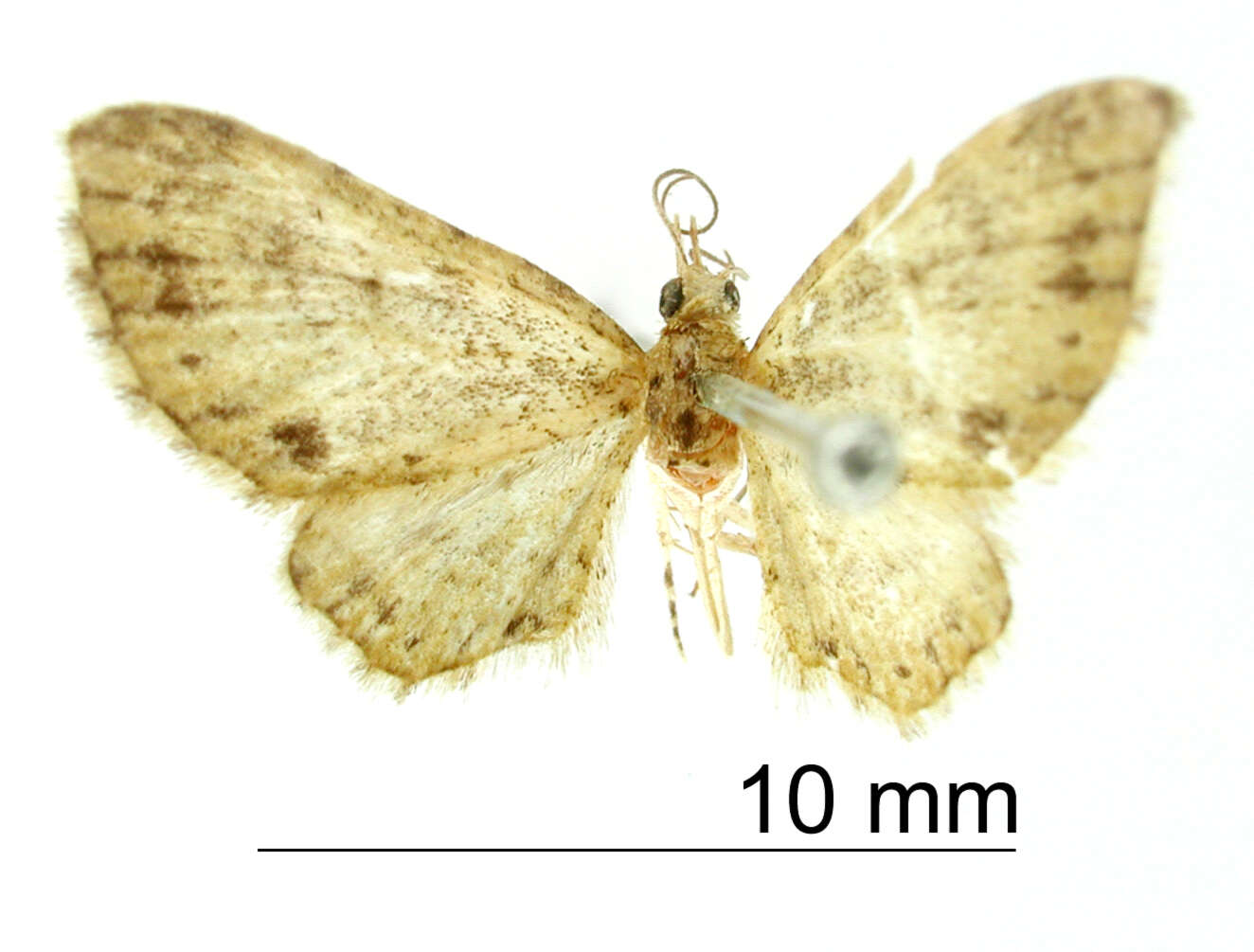 Image of Eupithecia batida Dognin 1899