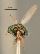 Image of Lamprotatus conicus Girault 1917