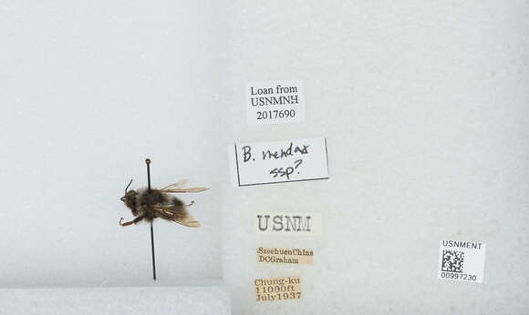 Image of Bombus convexus Wang 1979