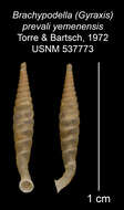 Imagem de <i>Brachypodella prevali yemenensis</i> Torre & Bartsch