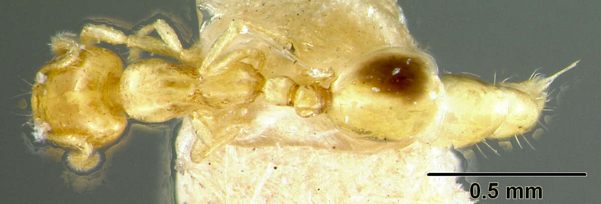 Image of Monomorium bimaculatum Wheeler 1928