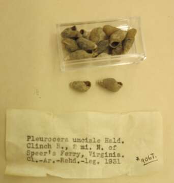 Sivun Pleurocera uncialis (Haldeman 1842) kuva