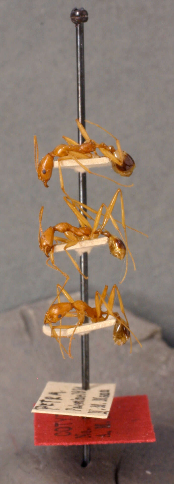 Image of Aphaenogaster phillipsi Wheeler & Mann 1916