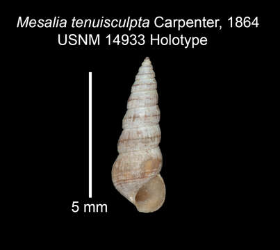 Image of Finella tenuisculpta (Carpenter 1864)