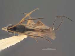 Image of Parasitoid wasp