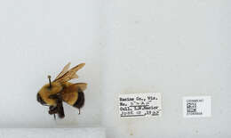 Слика од Bombus affinis Cresson 1864