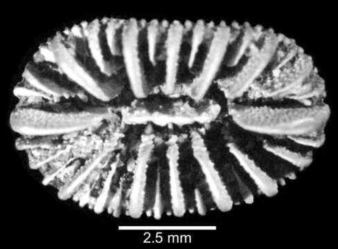 Plancia ëd Sphenotrochus wellsi Cairns 1997