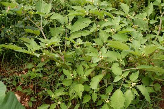 Image of cutleaf groundcherry