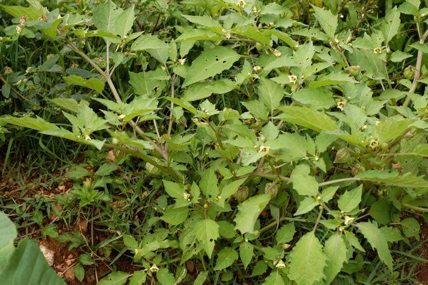 Image of cutleaf groundcherry