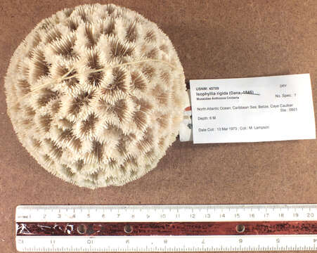 Image of Rough star coral