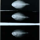 Image of Fringelip dwarf flounder