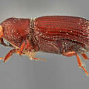 Image of Micracis amplinis Wood 1971