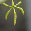Image of Gnetum urens (Aubl.) Blume