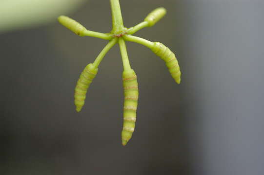 Image of Gnetum urens (Aubl.) Blume