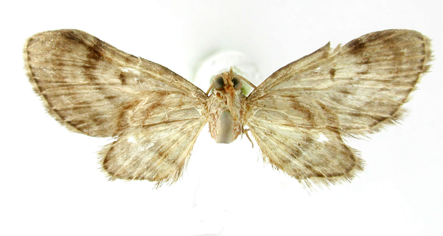Image of Eupithecia caliginosa Schaus 1907