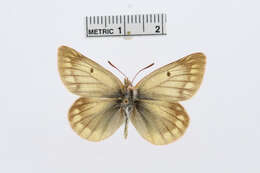 Image of Colias ladakensis Felder & Felder 1865