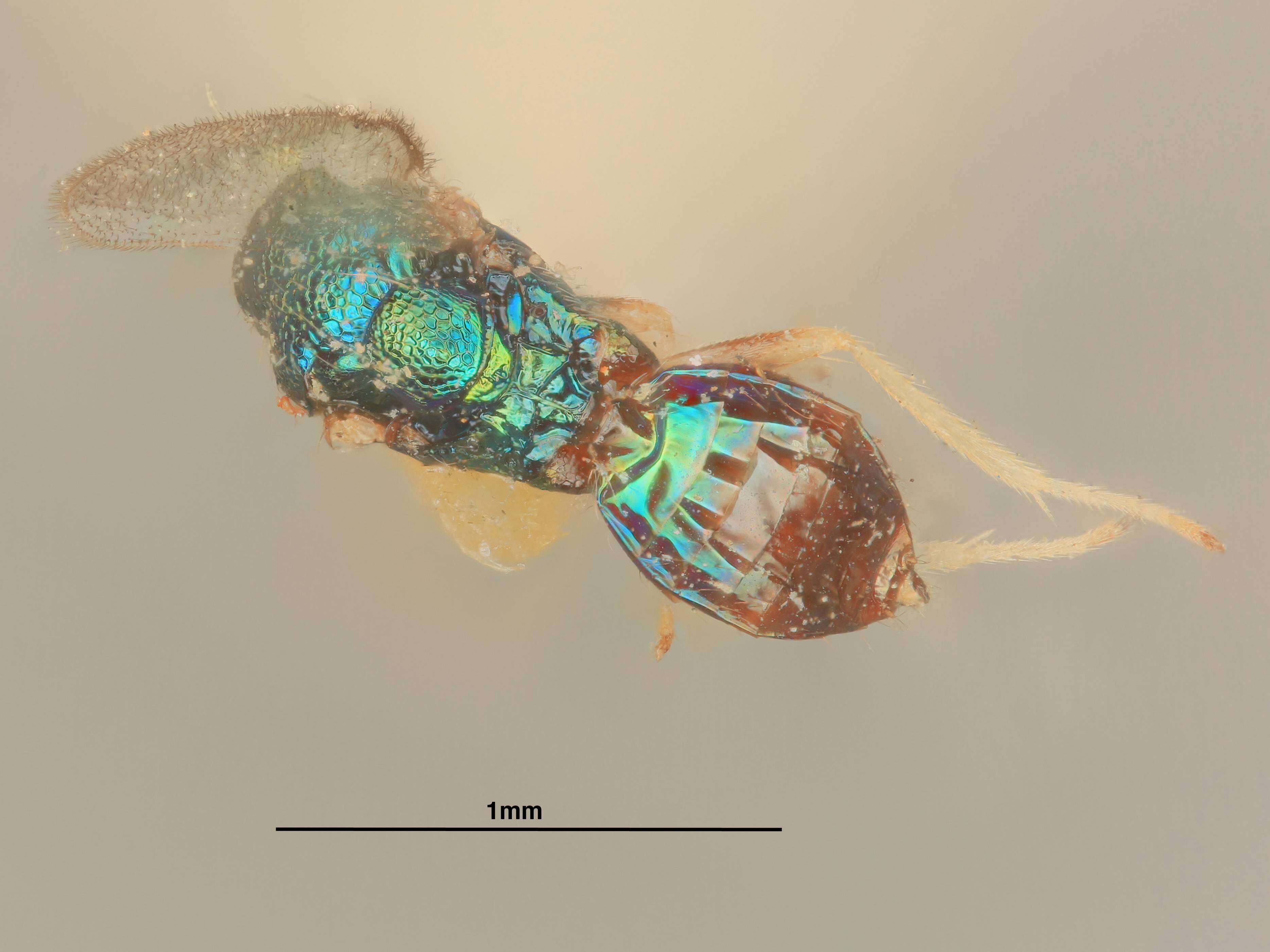 Image of Pnigalio maculipes (Crawford 1913)