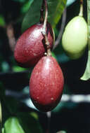 Image of Gnetum camporum (Markgr.) D. W. Stev. & Zanoni