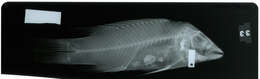 Imagem de Bodianus diplotaenia (Gill 1862)