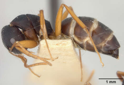 Image of Camponotus capperi unctulus Wheeler 1917