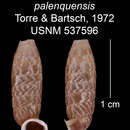 Imagem de <i>Trilamellaxis parallela palenquensis</i> Torre & Bartsch