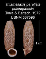 <i>Trilamellaxis parallela palenquensis</i> Torre & Bartsch resmi