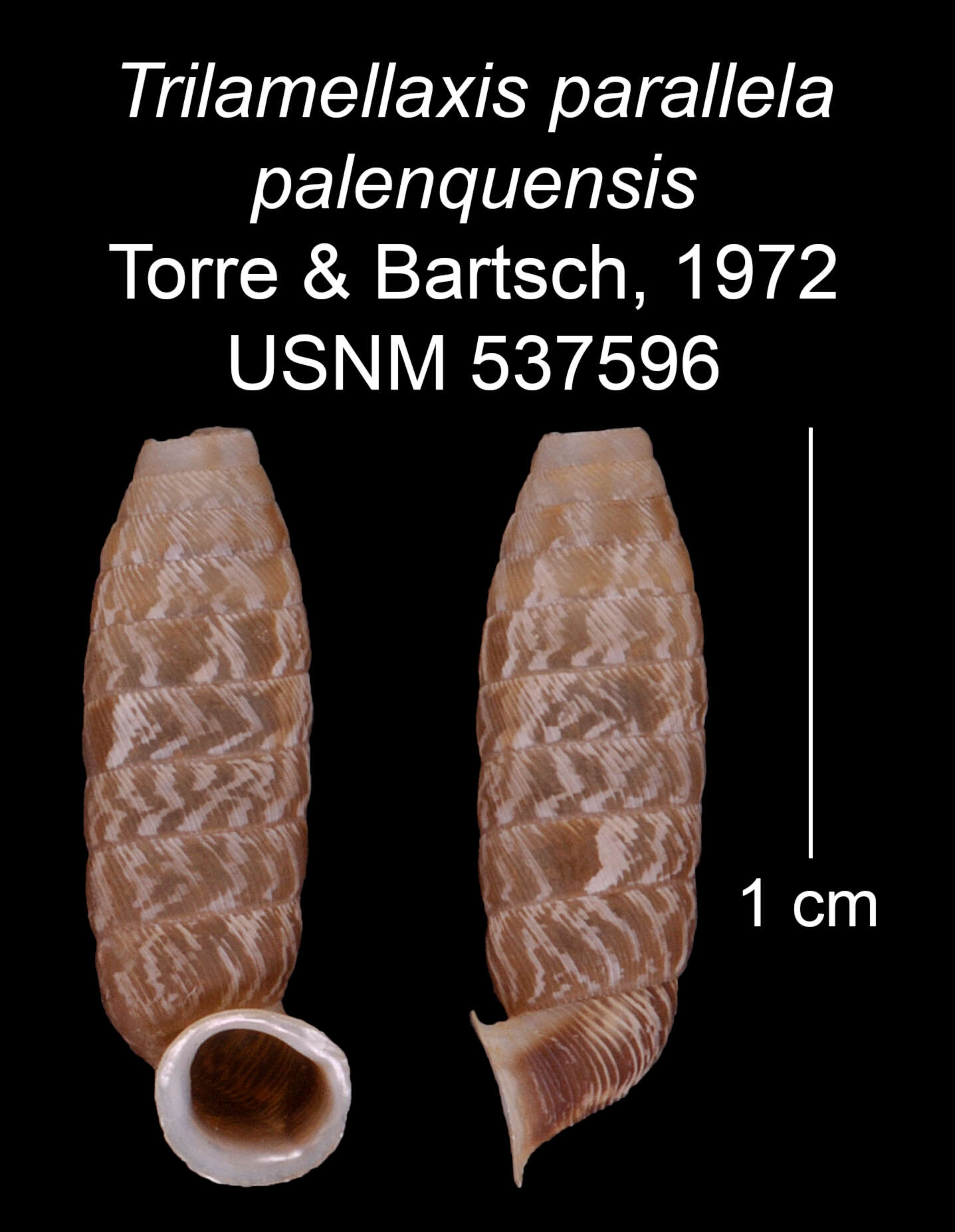 Imagem de <i>Trilamellaxis parallela palenquensis</i> Torre & Bartsch