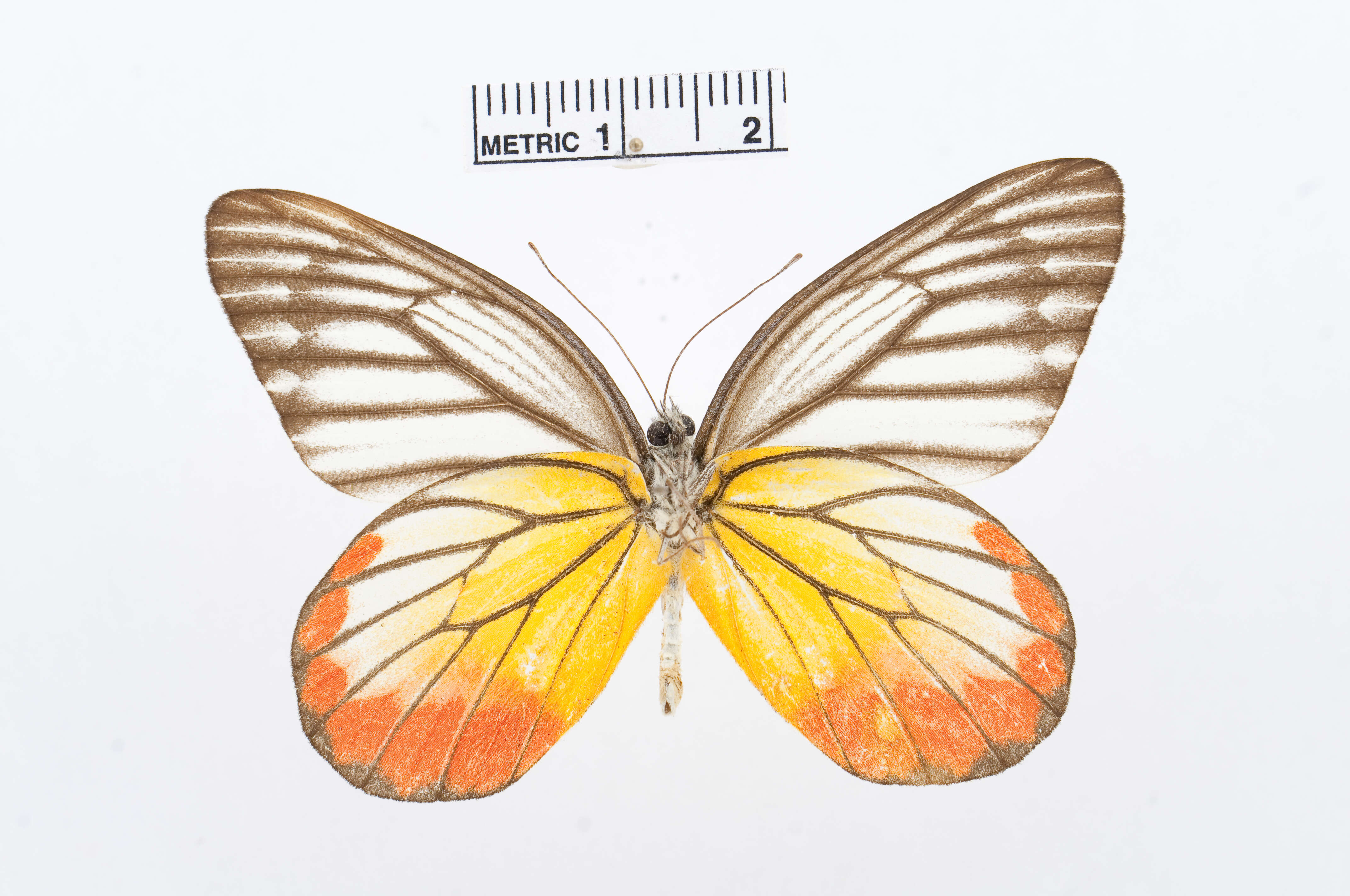 Image of Delias hyparete (Linnaeus 1758)